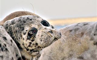 Шевели ластами: как пытаются спасти каспийских тюленей в Актау