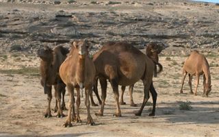 Оспу выявили у верблюдов в Мангистау