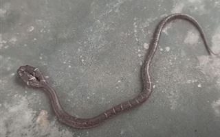 Обнаружена змея со сражающимися за еду головами