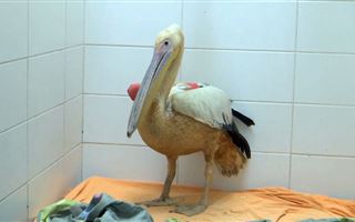 В Израиле спасли редкого оранжевого пеликана