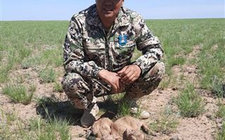 Спрос на незаконную добычу рогов степных антилоп в Казахстане не уменьшается