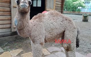 В зоопарке Алматы дали имя недавно рожденному верблюженку