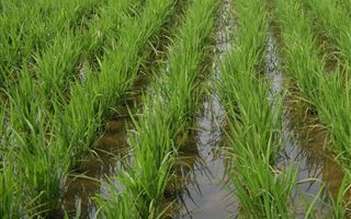 В Кызылординской области под угрозой гибели посевов риса