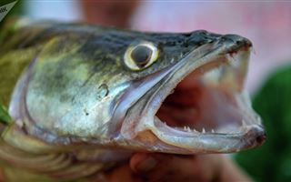 Опасную рыбу обнаружили в подтопленном районе на юге Казахстана