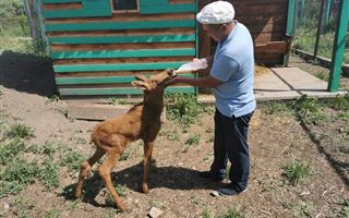 "Малыш по имени Умыш": зоопарк Усть-Каменогорска приютил осиротевшего лосенка 