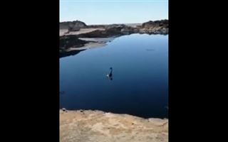 В Мангистау лебедь плавал в нефтяных отходах