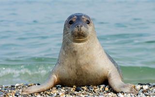Тюлени покусали детей в Каспийском море впервые за двадцать лет