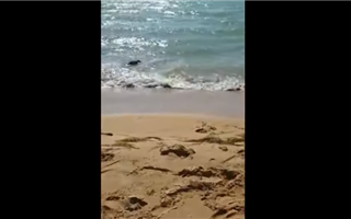 Тюлени покусали детей в Мангистау