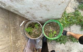 Коноплю в пластиковых ведрах выращивал житель Шымкента
