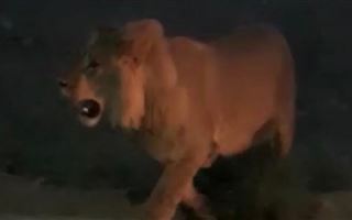 Полиция ищет владельцев льва, напугавшего жителей села в Мангистауской области