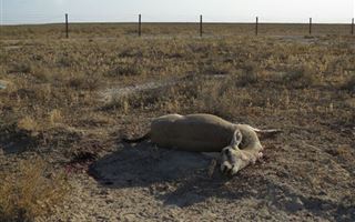 Почему гибель животных на проволоке - обычная история в Казахстане