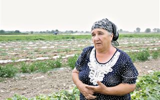"Приходится скармливать скоту": казахстанские фермеры не могут сбыть урожай