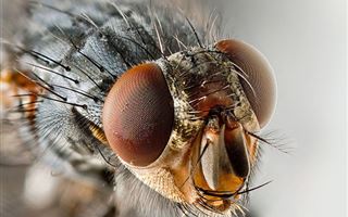 В ВОЗ рассказали, могут ли мухи переносить COVID-19