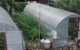 В Усть-Каменогорске мужчина у себя в огороде выращивал коноплю