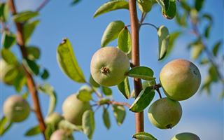 Посаженные в столице яблони начали давать первые плоды 