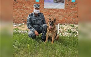 “Прятался в кустах”: служебная собака за 20 минут нашла вора в Кокшетау