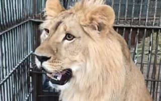 В Алматинский зоопарк благополучно добрался львенок Симба