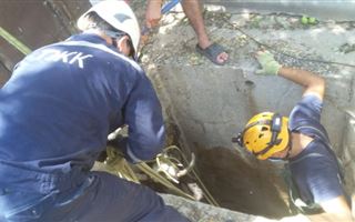 В Шымкенте спасатели спасли корову, которая упала в яму