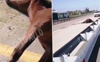 Табун лошадей сбили на трассе Кызылорда - Павлодар