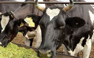 В ВКО предотвратили распространение бешенства скота
