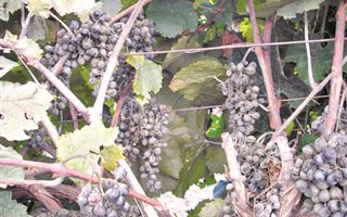 Чем болеют виноградники в Казахстане