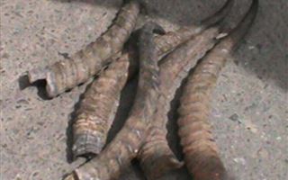 В Алматинской области мужчину задержали за сбыт рогов сайгака