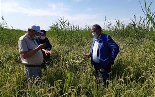 Аграрии Кызылординской области испытывают нехватку воды для полива рисовых полей