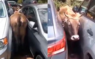 В Алматы между двумя автомобилями застряла корова