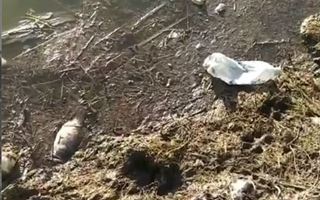 «Рыба выпрыгивает, дохнет»: ужасающее видео снял алматинец в районе Рыскулова - Шемякина