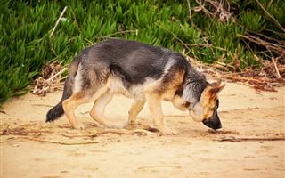 Служебная собака помогла найти пропавшего ребенка в Акмолинской области 