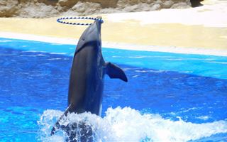 В Казахстане могут закрыть дельфинарии 