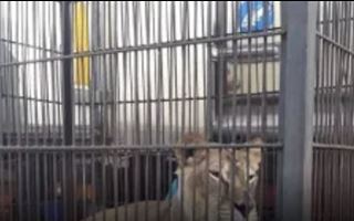 В Павлодарский зоопарк перевезут цирковых животных из СКО 