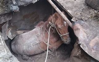 В Семее спасатели из ямы достали лошадь
