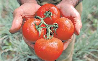 Урожай помидором красен