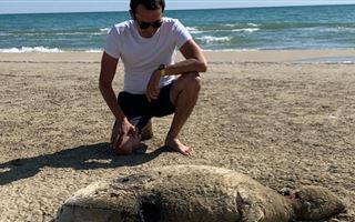 На побережье Каспийского моря нашли убитого тюленя
