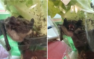В пакете зелени нашли летучую мышь в супермаркете Костаная