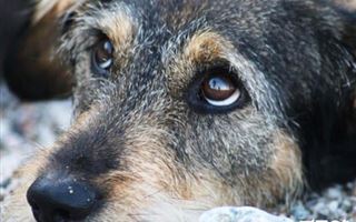 В Усть-Каменогорске живодеры забили гвозди в голову собаке