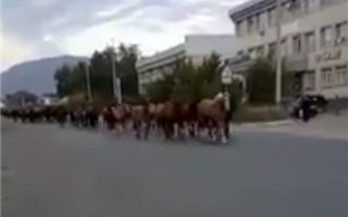Бесчисленный табун лошадей засняли в городе на видео