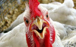 В СКО в минсельхозе высказались о вспышке птичьего гриппа