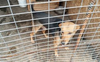 В Акмолинской области сотрудники колонии помогли бездомным животным