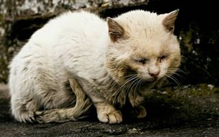 В Алматинской области живодеры заживо жгут кошек
