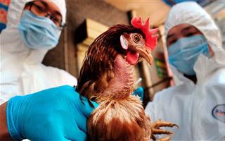 "Вирусы приспособлены выживать": может ли осенью в Казахстане начаться эпидемия птичьего гриппа