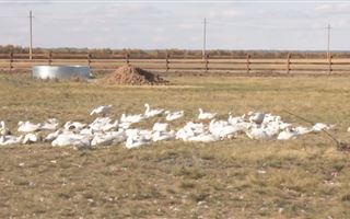 Падеж домашней птицы зафиксировали еще в трех районах Акмолинской области