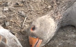 В Карагандинской области также произошла массовая гибель домашней птицы