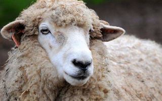 В Акмолинской области полицейские вернули мужчине пропавших овец