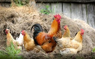Сельчане в СКО не хотят отдавать домашнюю птицу на уничтожение