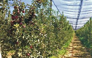 В Туркестанской области высадили яблоневые сады на 100 гектарах