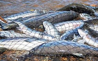 В Алматинской области у браконьера изъяли 115 килограммов рыбы