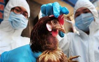 Какие ограничения могут быть из-за птичьего гриппа