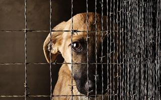 В Алматинской области с начала года зафиксировали 18 фактов жестокого обращения с животными